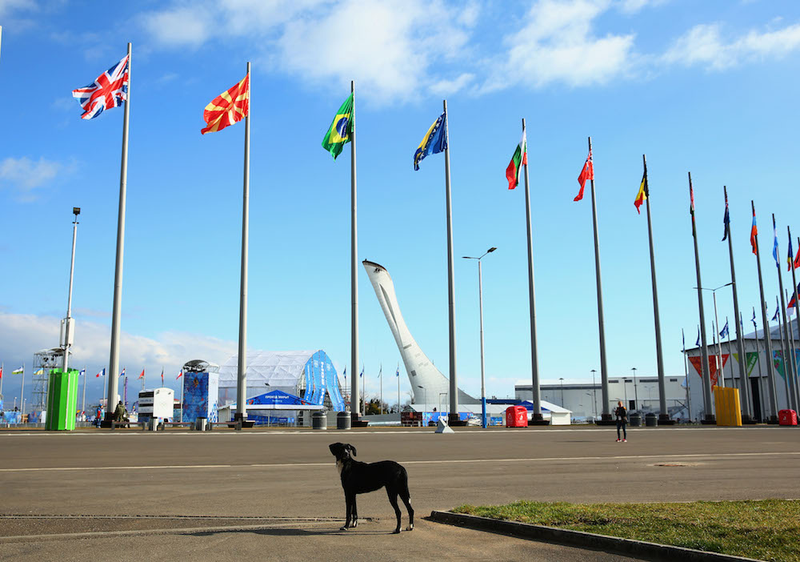 Illustration for article titled The Dogs Of Sochi